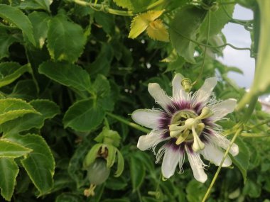 Tutkulu meyve çiçeklerine yakın plan. Çiçek arka planı.