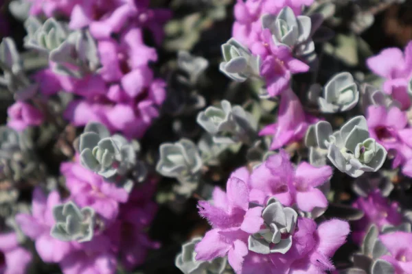 Teksas adaçayı çiçeklerine yakın çekim. Çiçek arka planı.