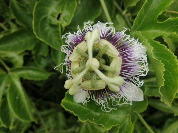 Tutkulu meyve çiçeklerine yakın plan. Çiçek arka planı.