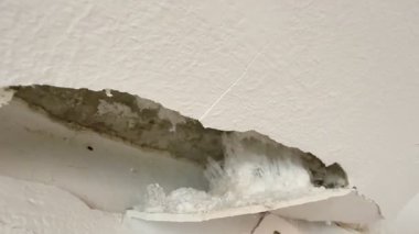 Kırık, beyaz küf ve küfle büyüyen hasarlı bir duvarın yakın çekimi. Küf ve küf insan sağlığına zararlıdır..