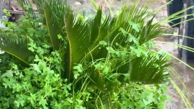 Şiddetli bir sağanağın yakın çekimi. Dışarıda duran saksı bitkilerinin yapraklarına yağmur yağıyor..