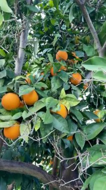 Bir portakal ağacının yakın çekimi. Açık havada olgun meyveli portakal ağacı.