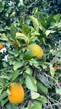 Bir portakal ağacının yakın çekimi. Açık havada olgun meyveli portakal ağacı.