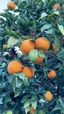 Bir portakal ağacının yakın çekimi. Açık havada olgun meyveli portakal ağacı.