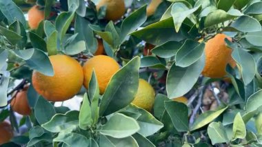 Bir portakal ağacının yakın çekimi. Açık havada olgun meyveli portakal ağacı.