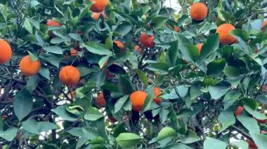 Bir portakal ağacının yakın çekimi. Açık havada olgun meyveli portakal ağacı.