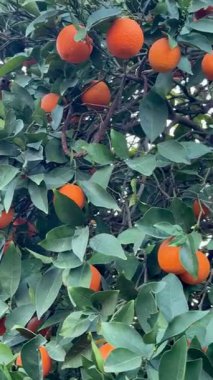 Bir portakal ağacının yakın çekimi. Açık havada olgun meyveli portakal ağacı.