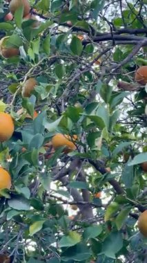 Bir portakal ağacının yakın çekimi. Açık havada olgun meyveli portakal ağacı.