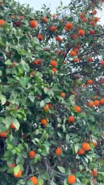 Bir portakal ağacının yakın çekimi. Açık havada olgun meyveli portakal ağacı.