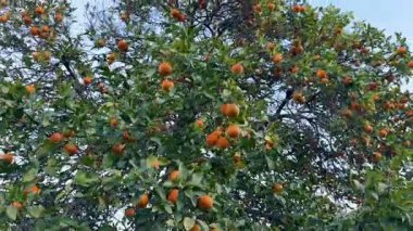 Bir portakal ağacının yakın çekimi. Açık havada olgun meyveli portakal ağacı.