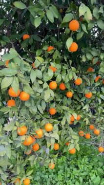 Bir portakal ağacının yakın çekimi. Açık havada olgun meyveli portakal ağacı.