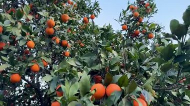 Bir portakal ağacının yakın çekimi. Açık havada olgun meyveli portakal ağacı.