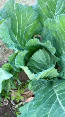 Bahçede büyüyen lahananın yakın plan çekimi. Evde sebze yetiştiriyorum..