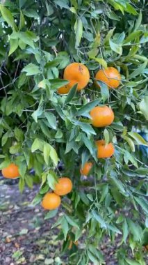 Mandalina ağacının yakın çekimi. Sulu portakal mandalinalı bir narenciye ağacı..