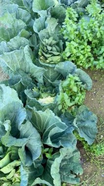 Bahçede büyüyen lahananın yakın plan çekimi. Evde sebze yetiştiriyorum..