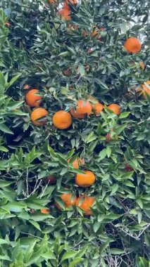 Mandalina ağacının yakın çekimi. Sulu portakal mandalinalı bir narenciye ağacı..