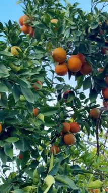 Bir portakal ağacının yakın çekimi. Açık havada olgun meyveli portakal ağacı.