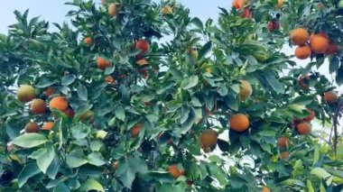 Bir portakal ağacının yakın çekimi. Açık havada olgun meyveli portakal ağacı.