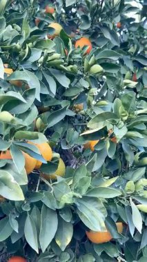 Bir portakal ağacının yakın çekimi. Açık havada olgun meyveli portakal ağacı.