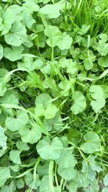 Yeşil alan. Kıbrıs adasında bitki yetiştirme ve tarım.