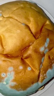 Küflü ekmeğin yakın plan çekimi. Uzun vadeli ve uygunsuz depolama nedeniyle mavi küf kaplı fırınlanmış mallar.