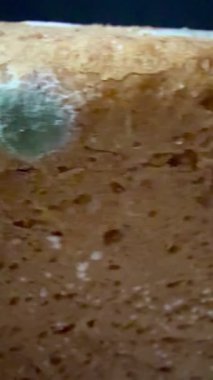 Küflü ekmeğin yakın plan çekimi. Uzun vadeli ve uygunsuz depolama nedeniyle mavi küf kaplı fırınlanmış mallar.