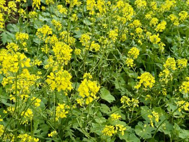 Sarı yabani hardal çiçekleri tarlası. Sarı kır çiçeklerinin yakın çekimi..