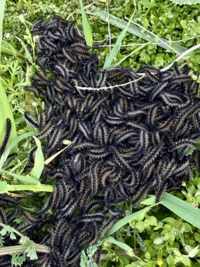 Yeşil çimlerin üzerindeki tırtıl kümesi. Yeşil çimenlerdeki tırtıl sürüsü.