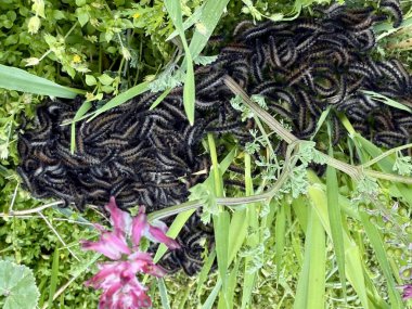 Yeşil çimlerin üzerindeki tırtıl kümesi. Yeşil çimenlerdeki tırtıl sürüsü.