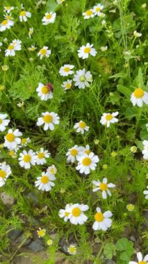 Çiçek açmış papatya çiçeği tarlası. Papatyalar birçok ülkenin manzaralarını parlak sarı renkleriyle süsler..