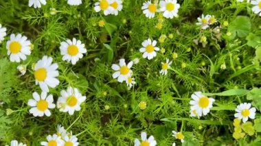 Field of chamomile flowers in bloom. Chamomiles decorate the landscapes of many countries with their bright yellow colors.