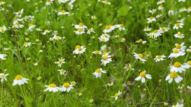 Çiçek açmış papatya çiçeği tarlası. Papatyalar birçok ülkenin manzaralarını parlak sarı renkleriyle süsler..