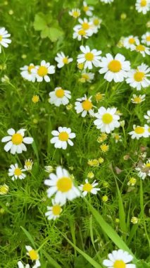 Çiçek açmış papatya çiçeği tarlası. Papatyalar birçok ülkenin manzaralarını parlak sarı renkleriyle süsler..