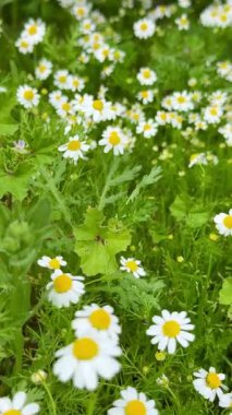 Çiçek açmış papatya çiçeği tarlası. Papatyalar birçok ülkenin manzaralarını parlak sarı renkleriyle süsler..