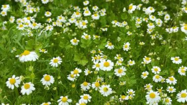 Field of chamomile flowers in bloom. Chamomiles decorate the landscapes of many countries with their bright yellow colors.