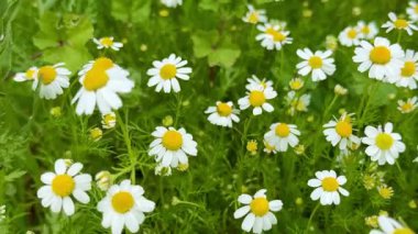Field of chamomile flowers in bloom. Chamomiles decorate the landscapes of many countries with their bright yellow colors.