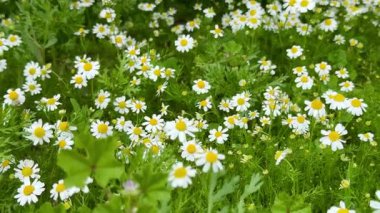 Çiçek açmış papatya çiçeği tarlası. Papatyalar birçok ülkenin manzaralarını parlak sarı renkleriyle süsler..