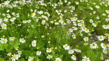 Çiçek açmış papatya çiçeği tarlası. Papatyalar birçok ülkenin manzaralarını parlak sarı renkleriyle süsler..