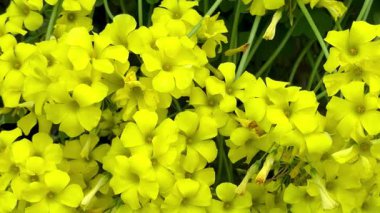 Parlak sarı oksalis çiçeklerine yakın çekim. Sarı kuş çiçeklerine yakın çekim.