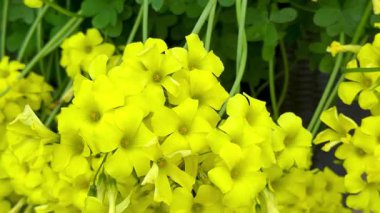 Parlak sarı oksalis çiçeklerine yakın çekim. Sarı kuş çiçeklerine yakın çekim.