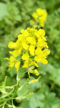 Parlak sarı oksalis çiçeklerine yakın çekim. Sarı kuş çiçeklerine yakın çekim.