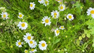 Field of chamomile flowers in bloom. Chamomiles decorate the landscapes of many countries with their bright yellow colors.