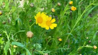 Çiçek açan tarla sarısı çiçekler. Papatyalar birçok ülkenin manzaralarını parlak sarı renkleriyle süslerler..