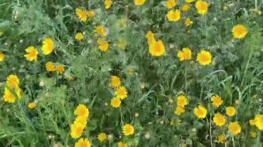 Çiçek açan tarla sarısı çiçekler. Papatyalar birçok ülkenin manzaralarını parlak sarı renkleriyle süslerler..