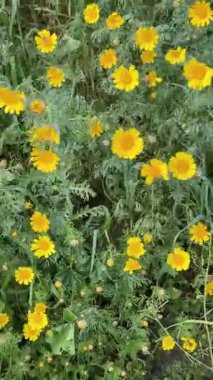 Çiçek açan tarla sarısı çiçekler. Papatyalar birçok ülkenin manzaralarını parlak sarı renkleriyle süslerler..