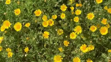 Çiçek açan tarla sarısı çiçekler. Papatyalar birçok ülkenin manzaralarını parlak sarı renkleriyle süslerler..