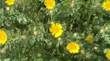 Çiçek açan tarla sarısı çiçekler. Papatyalar birçok ülkenin manzaralarını parlak sarı renkleriyle süslerler..