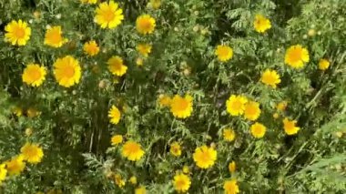 Çiçek açan tarla sarısı çiçekler. Papatyalar birçok ülkenin manzaralarını parlak sarı renkleriyle süslerler..