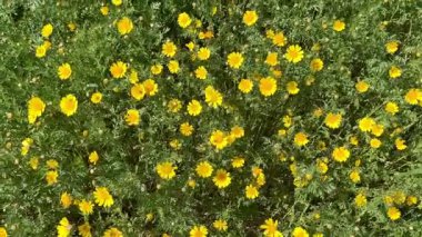 Çiçek açan tarla sarısı çiçekler. Papatyalar birçok ülkenin manzaralarını parlak sarı renkleriyle süslerler..