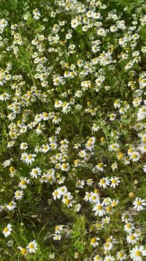 Papatya çiçeği tarlası. Çiçek açmış papatya tarlası.